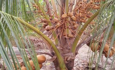 Venta Hacienda Agrícola en Portoviejo Manabí 32 ha - F27