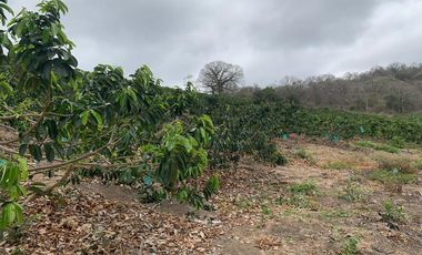 Venta Hacienda Agrícola en Portoviejo Manabí 32 ha - F27