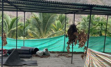Venta Hacienda Agrícola en Portoviejo Manabí 32 ha - F27