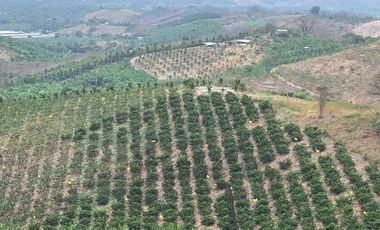Venta Hacienda Agrícola en Portoviejo Manabí 32 ha - F27