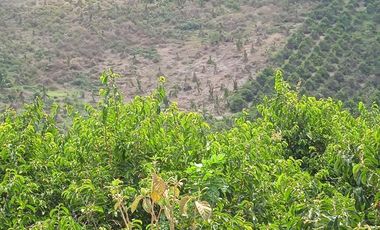 Venta Hacienda Agrícola en Portoviejo Manabí 32 ha - F27