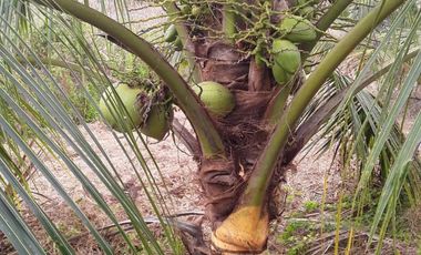 Venta Hacienda Agrícola en Portoviejo Manabí 32 ha - F27