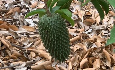 Venta Hacienda Agrícola en Portoviejo Manabí 32 ha - F27