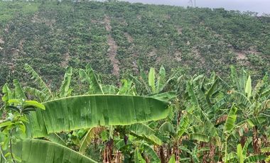 Venta Hacienda Agrícola en Portoviejo Manabí 32 ha - F27