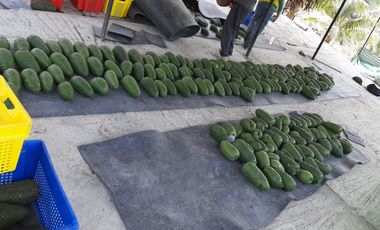 Venta Hacienda Agrícola en Portoviejo Manabí 32 ha - F27