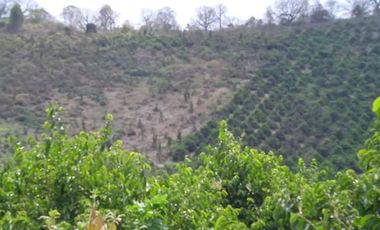 Venta Hacienda Agrícola en Portoviejo Manabí 32 ha - F27