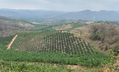 Venta Hacienda Agrícola en Portoviejo Manabí 32 ha - F27