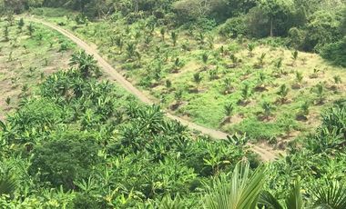 Venta Hacienda Agrícola en Portoviejo Manabí 32 ha - F27
