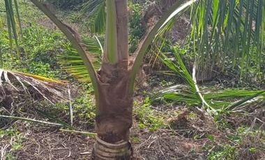 Venta Hacienda Agrícola en Portoviejo Manabí 32 ha - F27