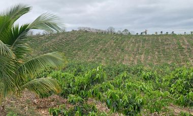 Venta Hacienda Agrícola en Portoviejo Manabí 32 ha - F27