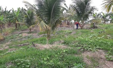 Venta Hacienda Agrícola en Portoviejo Manabí 32 ha - F27