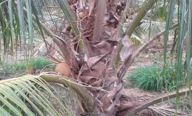 Venta Hacienda Agrícola en Portoviejo Manabí 32 ha - F27