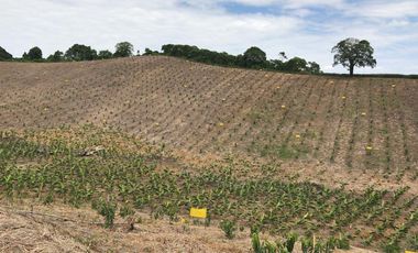 Venta Hacienda Agrícola en Portoviejo Manabí 32 ha - F27