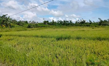 Bohol farm lot for sale 32 hectares with ricefield, coconut, mango trees , banana trees, bamboo trees, 3 houses and etc.