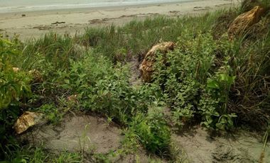 LOTE FRENTE AL MAR EN PLAYA ROMPIO
