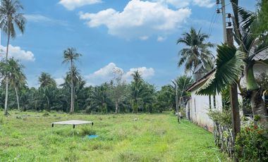 5.5 Rai of land with palm plantation close to Natai beach for sale Phangnga