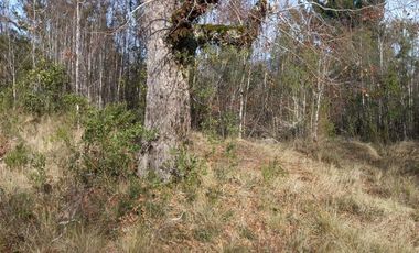 Pucón, vendo parcela 5000 m2  con dos cabañas, cercana al centro