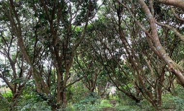 Farm Lot in Sto. Rosario Batangas