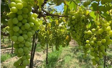 Terreno Agricola en venta en Pisco