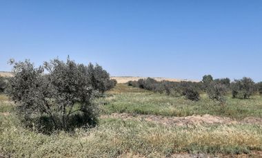 Terreno Agricola en venta en Pisco
