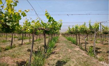 Terreno Agricola en venta en Pisco
