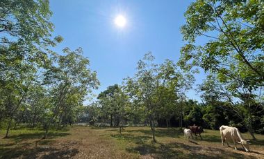 9.5 Rai rubber plantation near Bor Dan Beach is for sale in Thai Mueang,Phangnga.