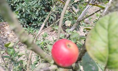 VIVE EN HUARAL - 16000 METROS