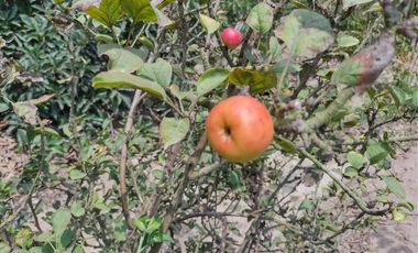 VIVE EN HUARAL - 16000 METROS