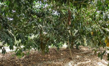 VIVE EN HUARAL - 16000 METROS