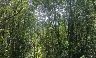 Chacra 20 Ha