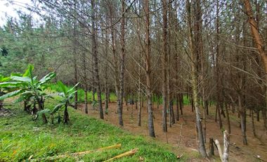 FINCA EN GUARNE