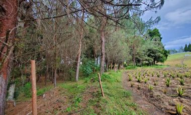 FINCA EN GUARNE
