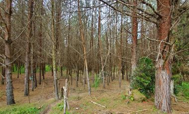 FINCA EN GUARNE