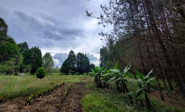 FINCA EN GUARNE
