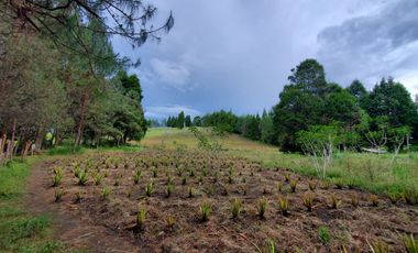 FINCA EN GUARNE