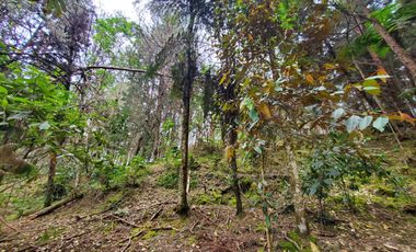 FINCA EN GUARNE