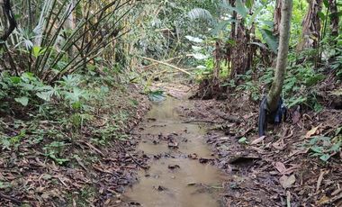 Vendo Finca de 29 Ha en Muisne en 