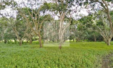 Farm Land with Mango & Mahogany Trees