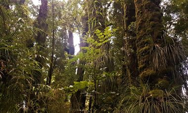 Campo Costa Orilla Río Petrohue