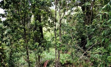 Campo Costa Orilla Río Petrohue