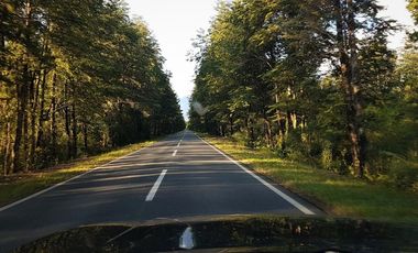 Campo Costa Orilla Río Petrohue