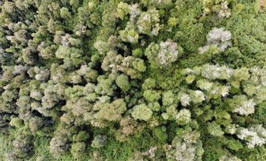 Campo Costa Orilla Río Petrohue