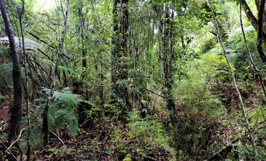 Campo Costa Orilla Río Petrohue