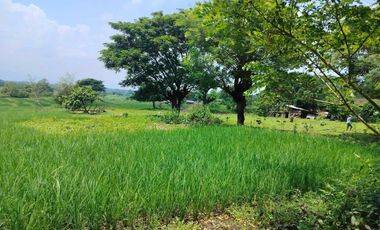 293 Hectares of Prime Agricultural Land in Brgy. Culubot, San Manuel, Tarlac City, Tarlac, Philippines