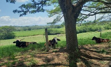 HACIENDA AGROGANADERA