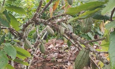 Vendo Finca  de 80 ha en Puerto Quito, La Abundancia .
