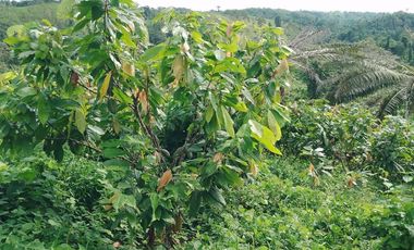 Vendo Finca  de 80 ha en Puerto Quito, La Abundancia .