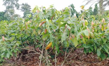 Vendo Finca  de 80 ha en Puerto Quito, La Abundancia .