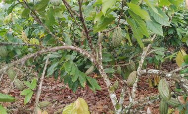 Vendo Finca  de 80 ha en Puerto Quito, La Abundancia .