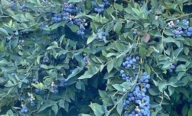 Se vende atractiva y amplia granja de arándanos orgánicos